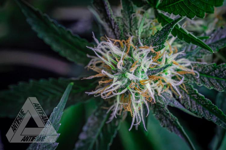 ZAMNESIA - Sticky Broccoli - EGC 2026 Y. Week 13