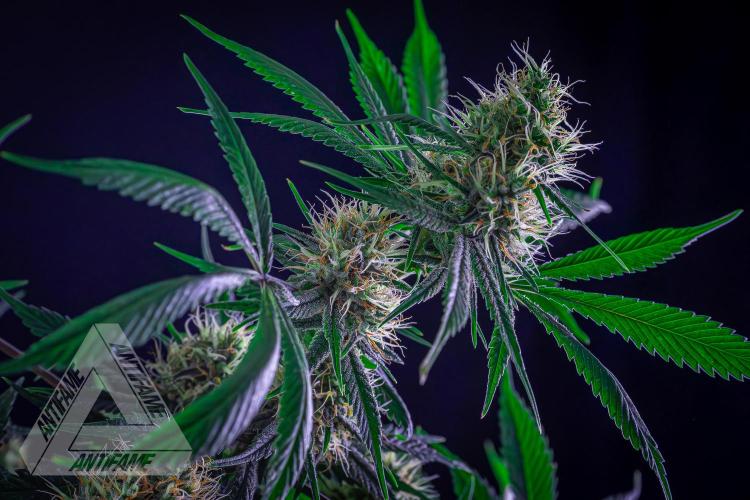 ZAMNESIA - Sticky Broccoli - EGC 2026 T. Week 13