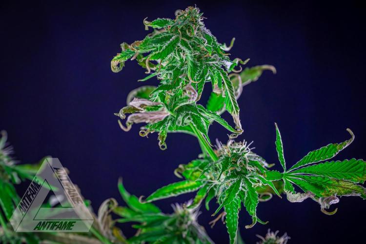 ZAMNESIA - Sticky Broccoli - EGC 2026 W. Week 13