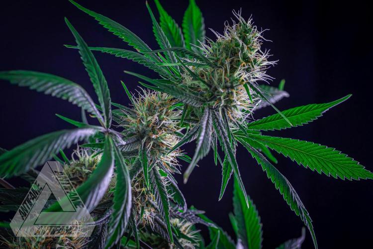 ZAMNESIA - Sticky Broccoli - EGC 2026 T. Week 13