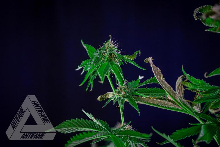 ZAMNESIA - Sticky Broccoli - EGC 2026 W. Week 13