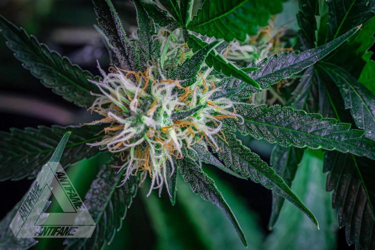 ZAMNESIA - Sticky Broccoli - EGC 2026 Y. Week 13