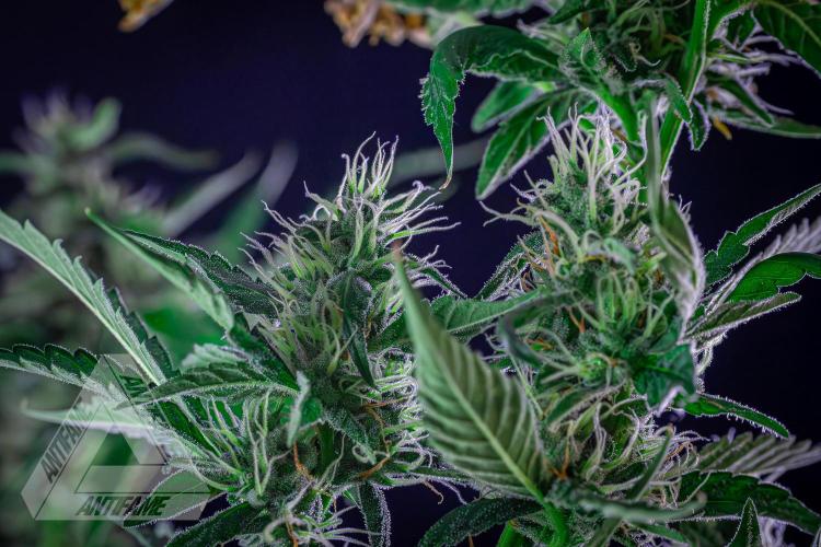 ZAMNESIA - Sticky Broccoli - EGC 2026 B. Week 13