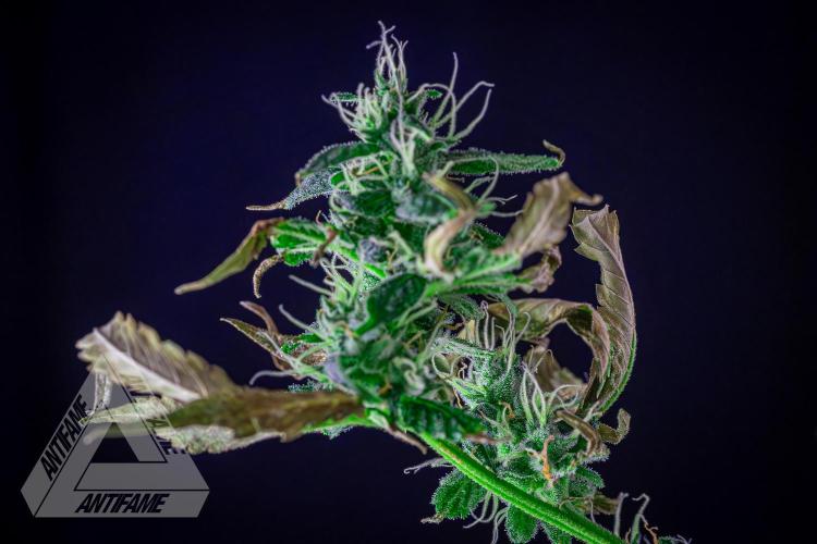 ZAMNESIA - Sticky Broccoli - EGC 2026 B. Week 13