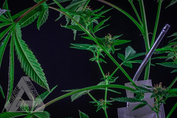 ZAMNESIA - Sticky Broccoli - EGC 2026 R. Week 13