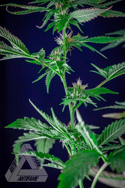 ZAMNESIA - Sticky Broccoli - EGC 2026 W. Week 13