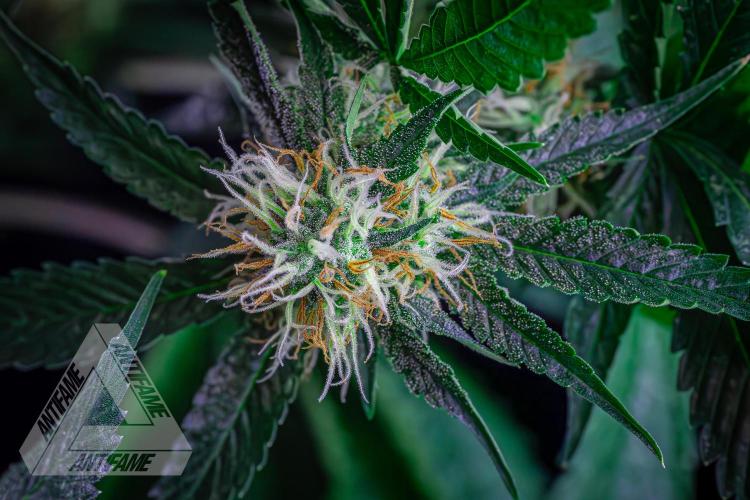 ZAMNESIA - Sticky Broccoli - EGC 2026 Y. Week 13