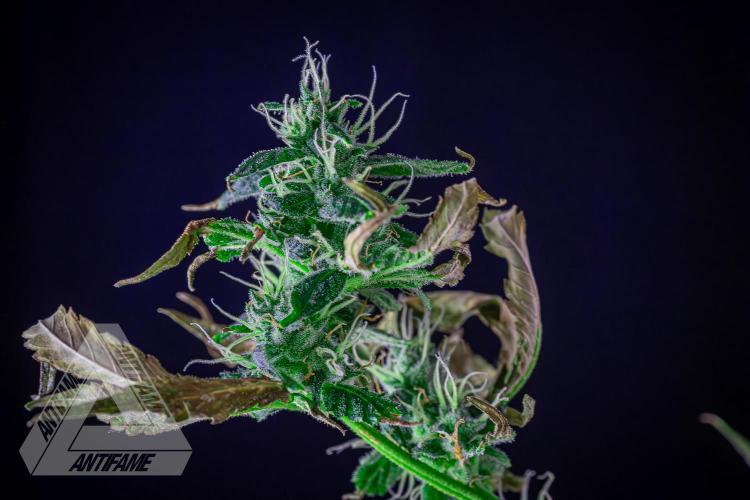 ZAMNESIA - Sticky Broccoli - EGC 2026 B. Week 13