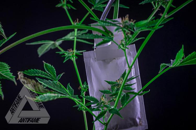 ZAMNESIA - Sticky Broccoli - EGC 2026 R. Week 13