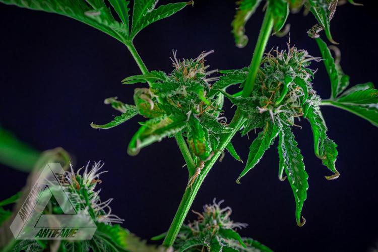 ZAMNESIA - Sticky Broccoli - EGC 2026 W. Week 13