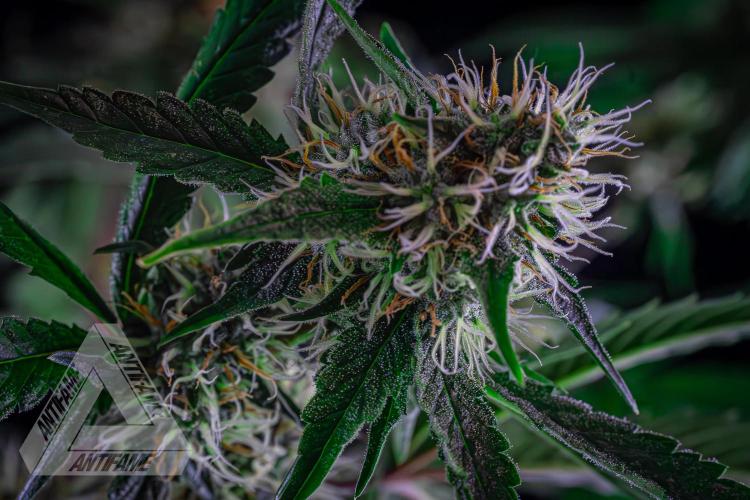 ZAMNESIA - Sticky Broccoli - EGC 2026 Y. Week 13