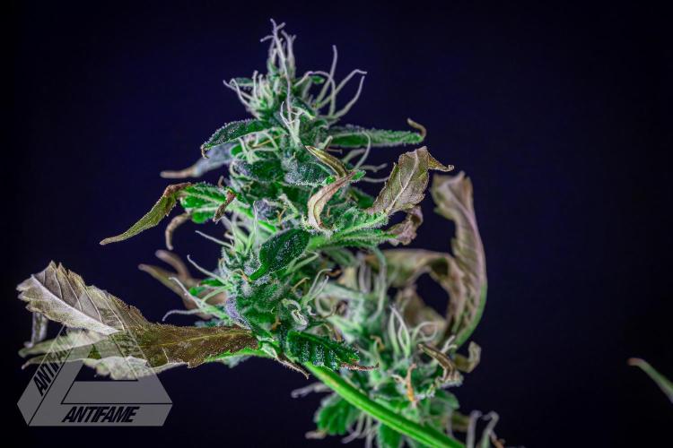 ZAMNESIA - Sticky Broccoli - EGC 2026 B. Week 13