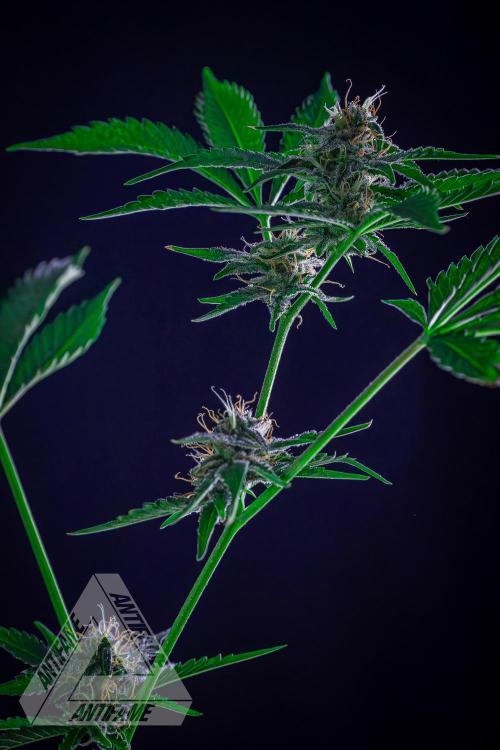 ZAMNESIA - Sticky Broccoli - EGC 2026 R. Week 13