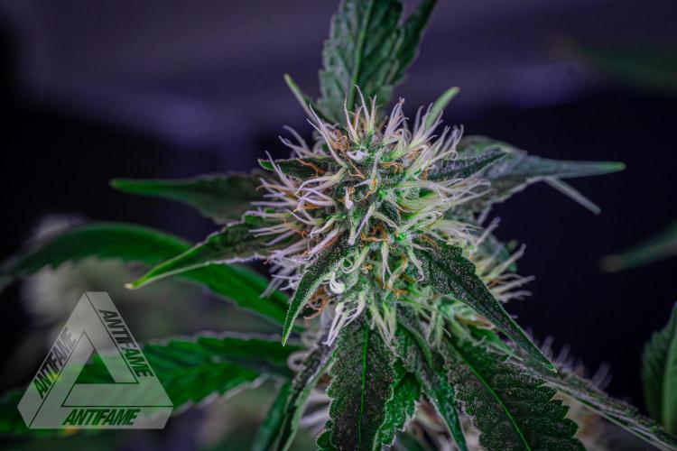 ZAMNESIA - Sticky Broccoli - EGC 2026 Y. Week 13