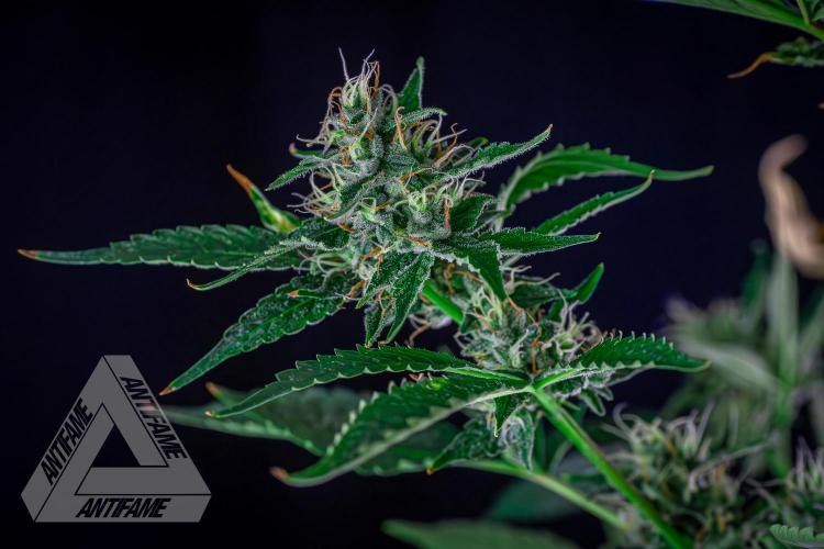 ZAMNESIA - Sticky Broccoli - EGC 2026 B. Week 13