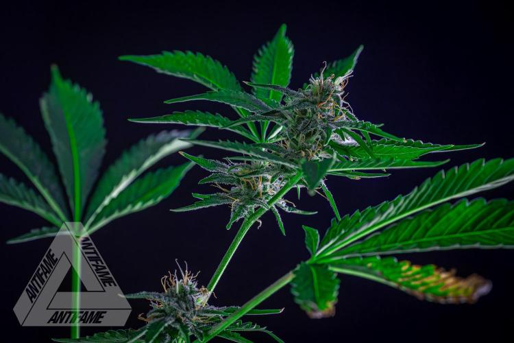 ZAMNESIA - Sticky Broccoli - EGC 2026 R. Week 13