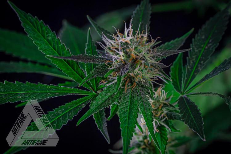 ZAMNESIA - Sticky Broccoli - EGC 2026 Y. Week 13