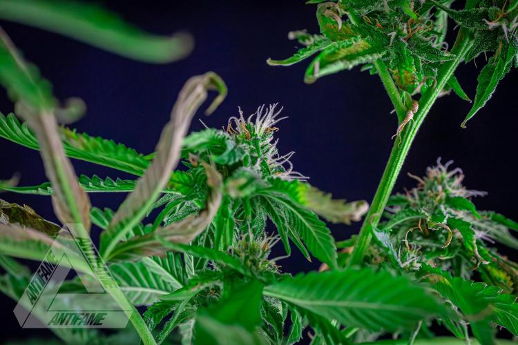 ZAMNESIA - Sticky Broccoli - EGC 2026 W. Week 13