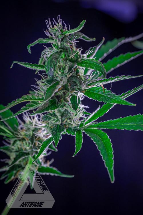 ZAMNESIA - Sticky Broccoli - EGC 2026 B. Week 13