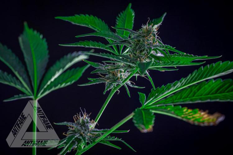 ZAMNESIA - Sticky Broccoli - EGC 2026 R. Week 13