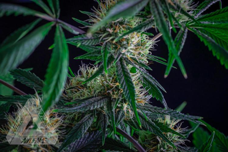 ZAMNESIA - Sticky Broccoli - EGC 2026 T. Week 13