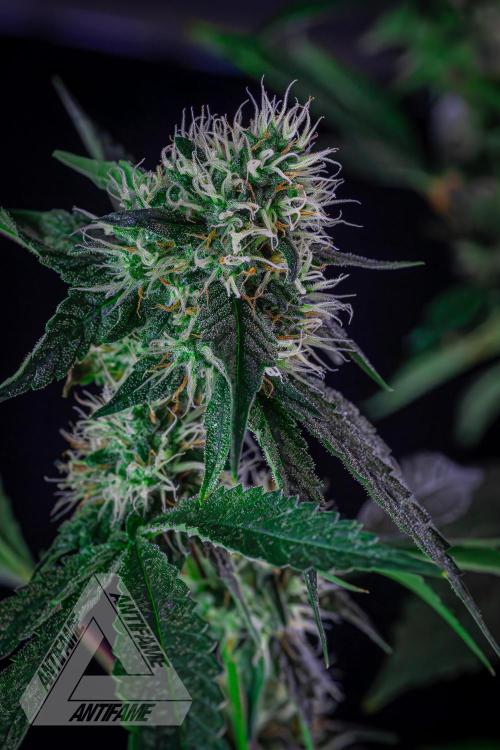 ZAMNESIA - Sticky Broccoli - EGC 2026 Y. Week 13