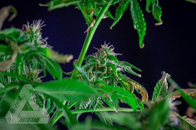 ZAMNESIA - Sticky Broccoli - EGC 2026 W. Week 13
