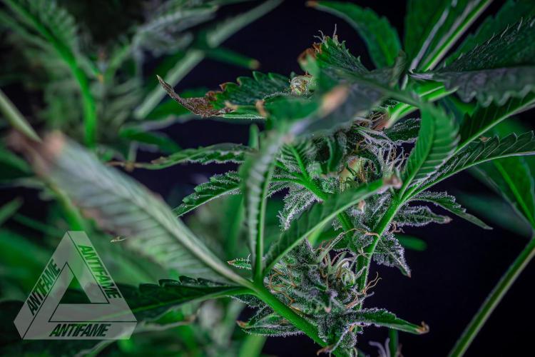 ZAMNESIA - Sticky Broccoli - EGC 2026 R. Week 13