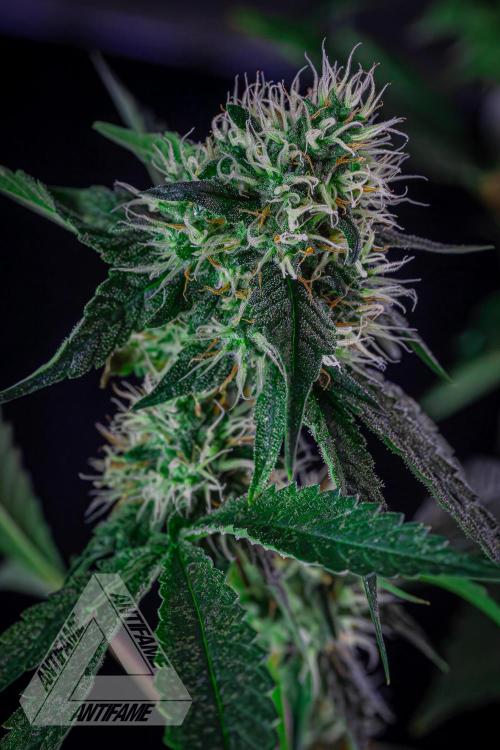 ZAMNESIA - Sticky Broccoli - EGC 2026 Y. Week 13
