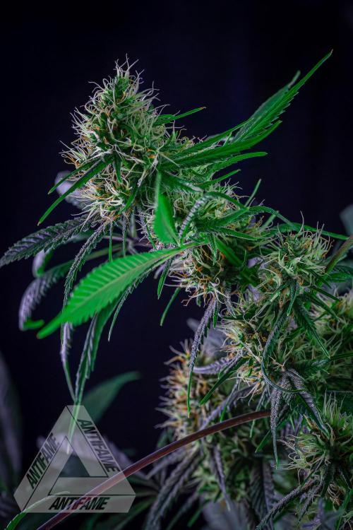 ZAMNESIA - Sticky Broccoli - EGC 2026 T. Week 13