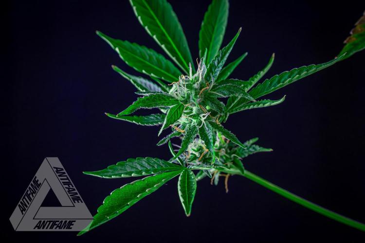 ZAMNESIA - Sticky Broccoli - EGC 2026 B. Week 13