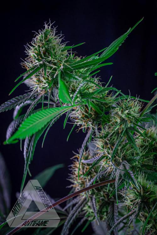 ZAMNESIA - Sticky Broccoli - EGC 2026 T. Week 13