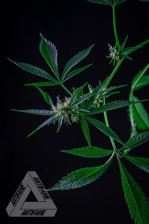 ZAMNESIA - Sticky Broccoli - EGC 2026 R. Week 13