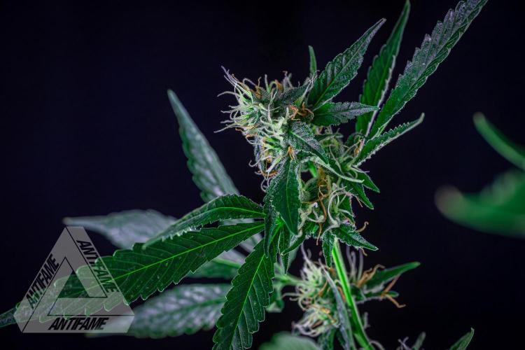ZAMNESIA - Sticky Broccoli - EGC 2026 B. Week 13