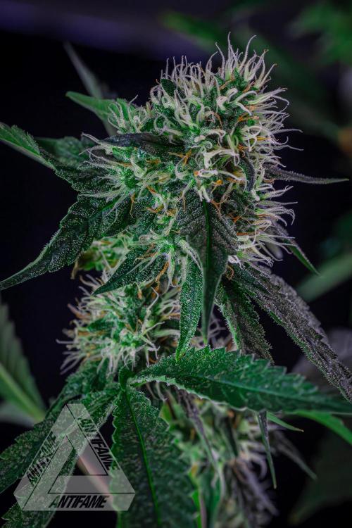 ZAMNESIA - Sticky Broccoli - EGC 2026 Y. Week 13