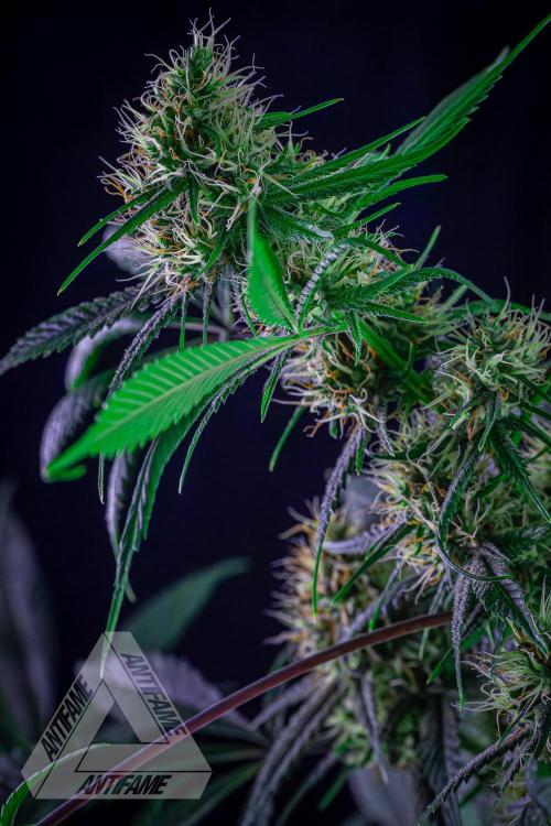 ZAMNESIA - Sticky Broccoli - EGC 2026 T. Week 13