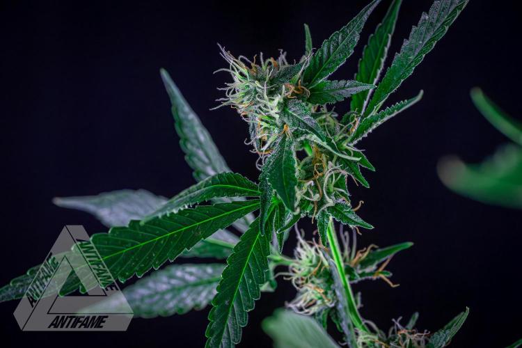 ZAMNESIA - Sticky Broccoli - EGC 2026 B. Week 13