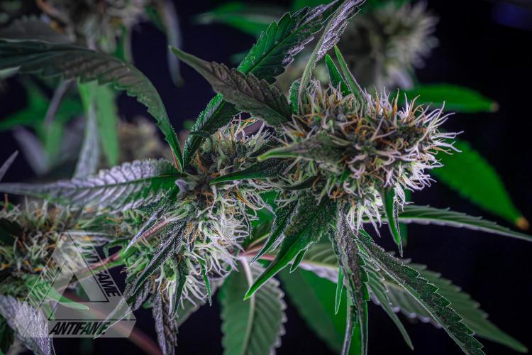 ZAMNESIA - Sticky Broccoli - EGC 2026 Y. Week 13