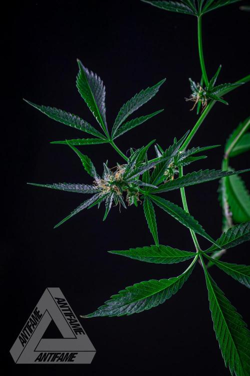 ZAMNESIA - Sticky Broccoli - EGC 2026 R. Week 13