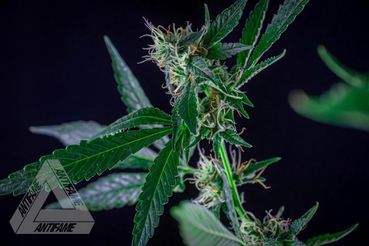 ZAMNESIA - Sticky Broccoli - EGC 2026 B. Week 13