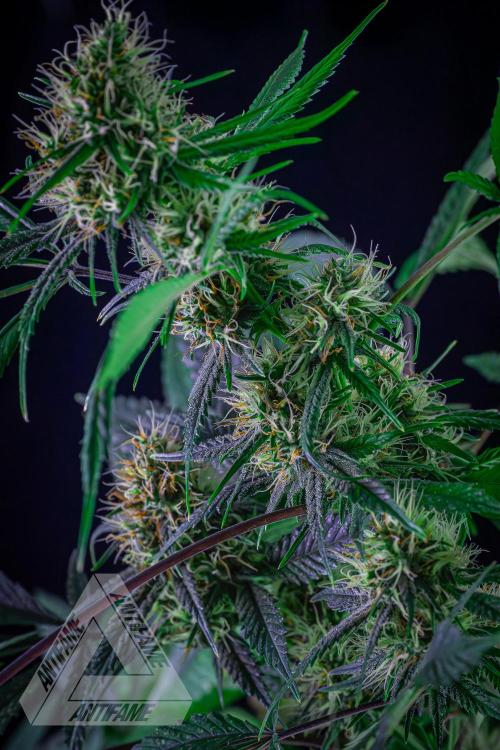 ZAMNESIA - Sticky Broccoli - EGC 2026 T. Week 13