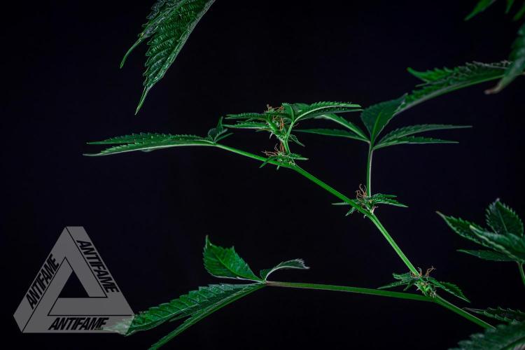 ZAMNESIA - Sticky Broccoli - EGC 2026 R. Week 13
