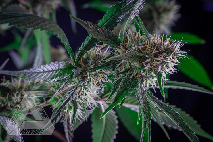 ZAMNESIA - Sticky Broccoli - EGC 2026 Y. Week 13