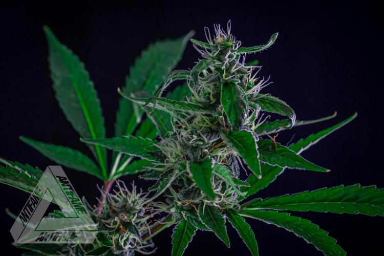 ZAMNESIA - Sticky Broccoli - EGC 2026 B. Week 13