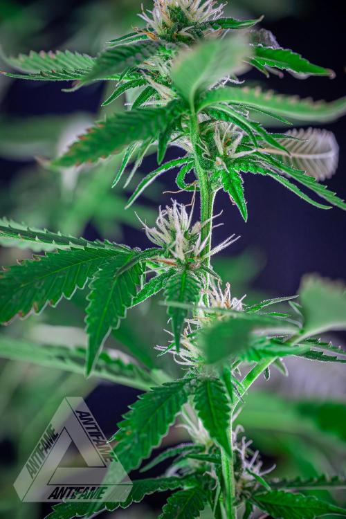 ZAMNESIA - Sticky Broccoli - EGC 2026 W. Week 13