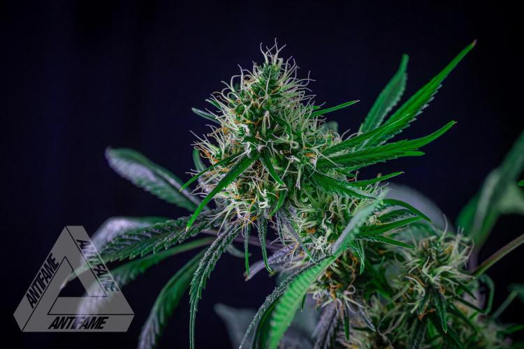 ZAMNESIA - Sticky Broccoli - EGC 2026 T. Week 13
