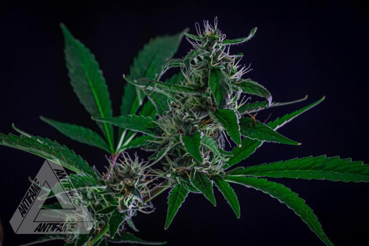 ZAMNESIA - Sticky Broccoli - EGC 2026 B. Week 13