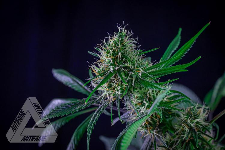 ZAMNESIA - Sticky Broccoli - EGC 2026 T. Week 13