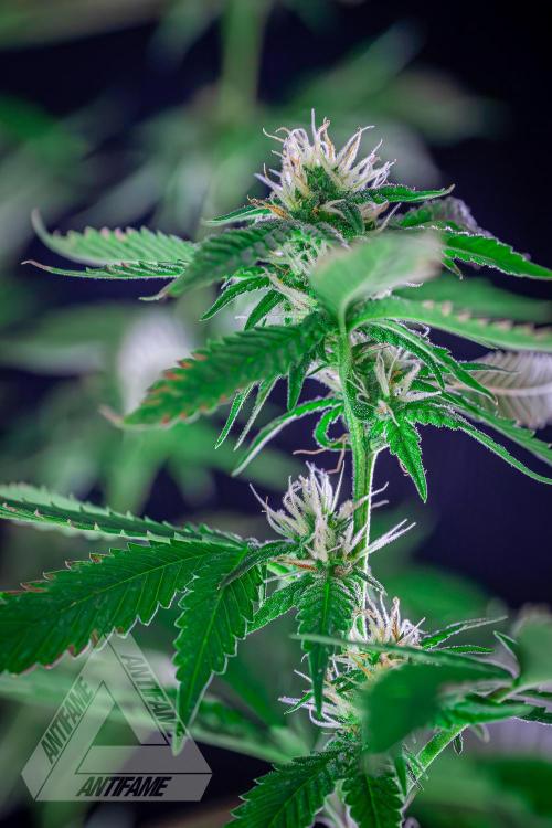 ZAMNESIA - Sticky Broccoli - EGC 2026 W. Week 13