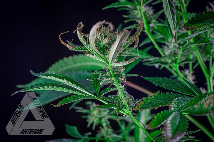 ZAMNESIA - Sticky Broccoli - EGC 2026 R. Week 13